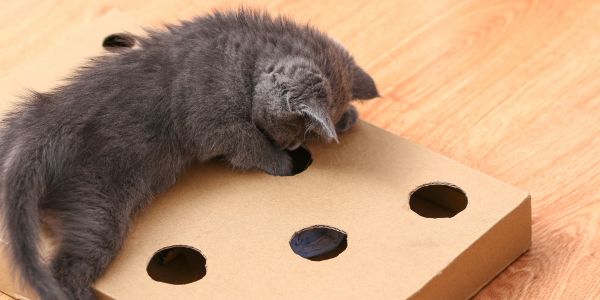 Diy cat puzzle sales box